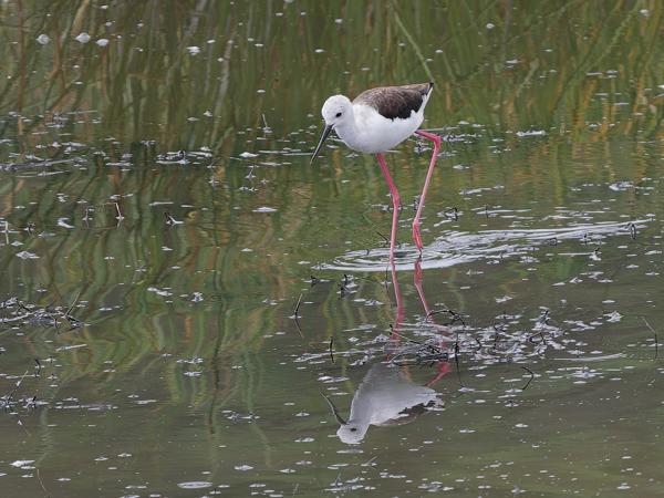 <h3><a href="/trips/tanzania/biota/animalia/chordata/aves/024 charadriiformes/008 recurvirostridae/himantopus himantopus/himantopus himantopus-nl.html">Himantopus&nbsp;himantopus</a> / Black‑winged&nbsp;stilt / Steltkluut</h3>OM-1 Mark II met OLYMPUS M.150-400mm F4.5, 1/2000 sec  bij F4.5, ISO 1600, afstand 48.3&nbsp;m